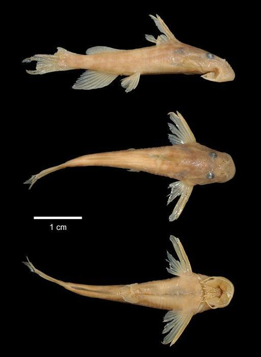 Chiloglanis somereni Whitehead, 1958 - 1958.7.18.1; Chiloglanis somereni; type; ACSI Project image