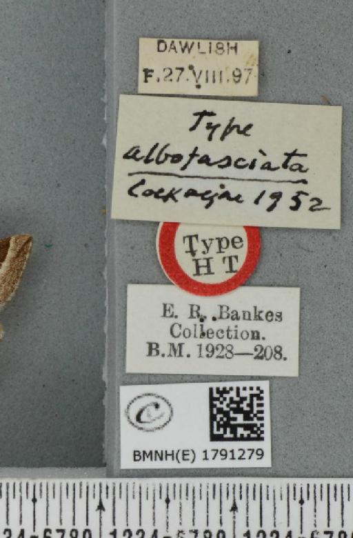 Phibalapteryx virgata ab. albofasciata Cockayne, 1952 - BMNHE_1791279_label_355847