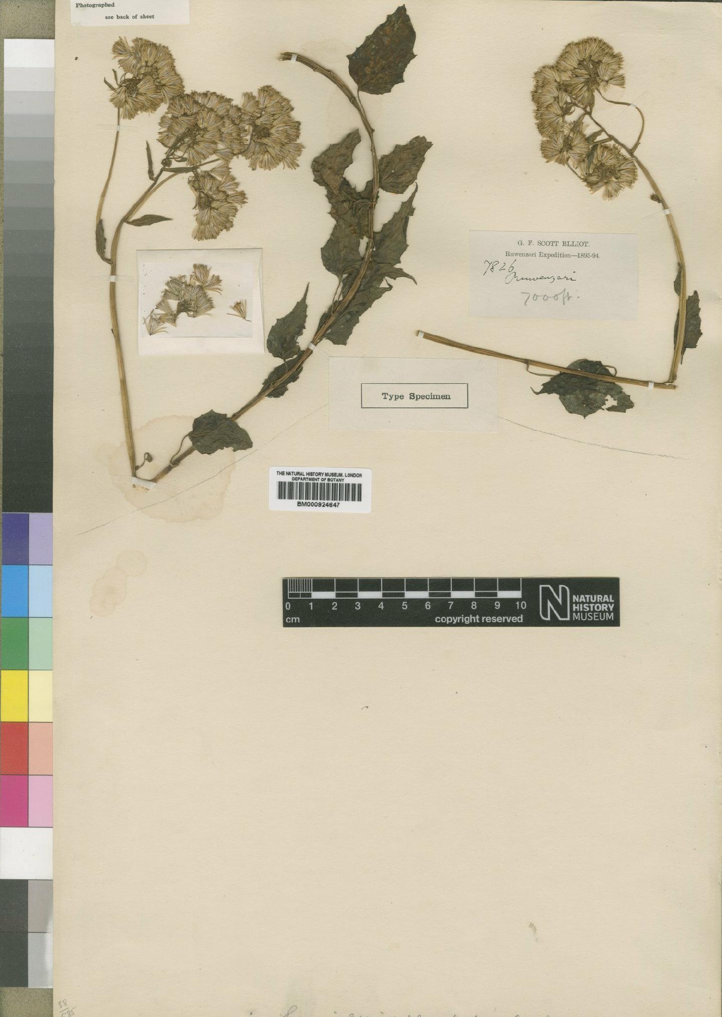 To NHMUK collection (Senecio elliotii Moore; Type; NHMUK:ecatalogue:4529658)