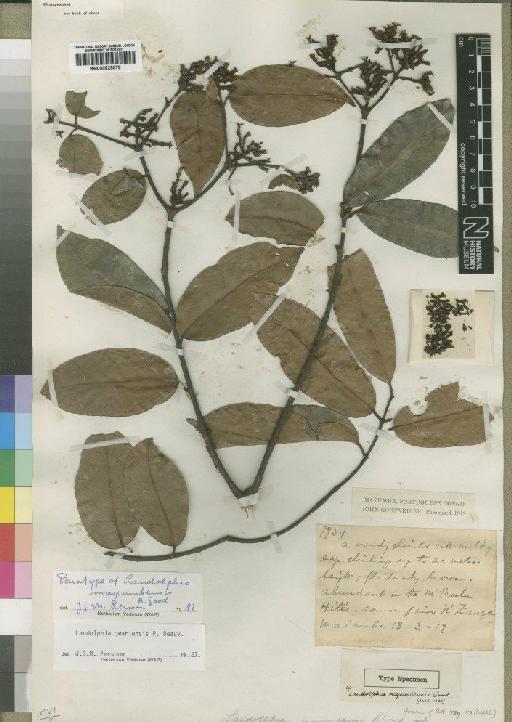 Landolphia owariensis P.Beauv. - BM000925578