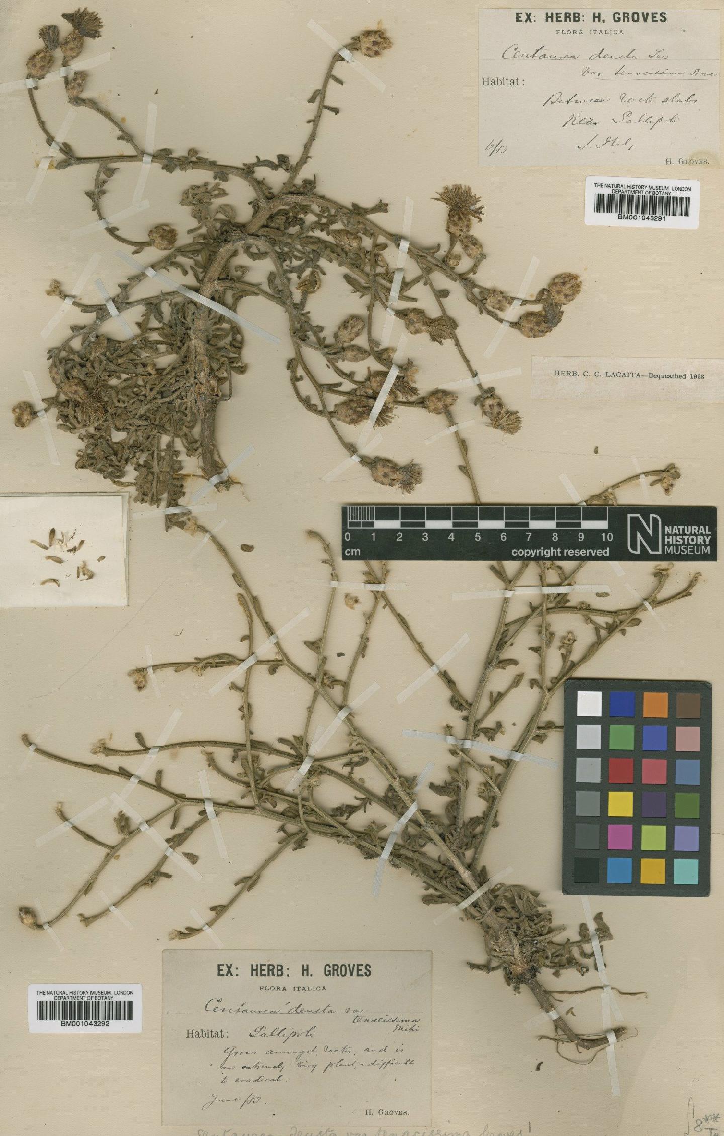 To NHMUK collection (Centaurea alba subsp. deusta (Ten.) Nyman; Type; NHMUK:ecatalogue:1990117)