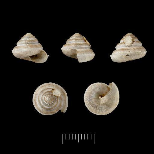 Helix linophora subterclass Tectipleura Morelet, 1860 - 1893.2.4.420-421, Syntypes, Helix linophora Morelet, 1860