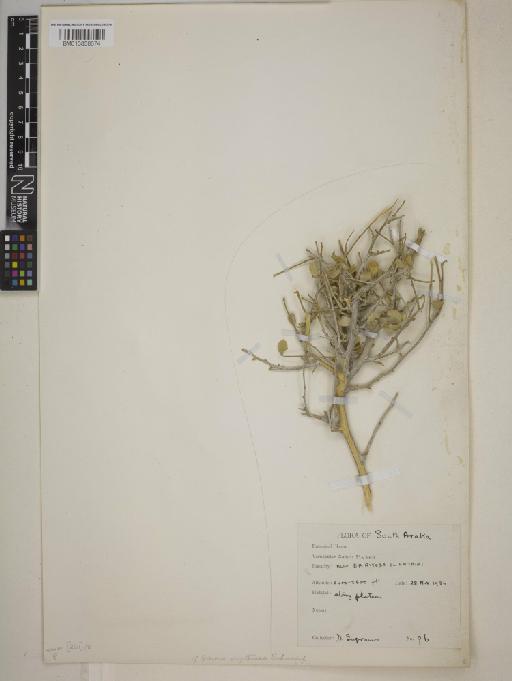 Grewia erythraea - BM013838674