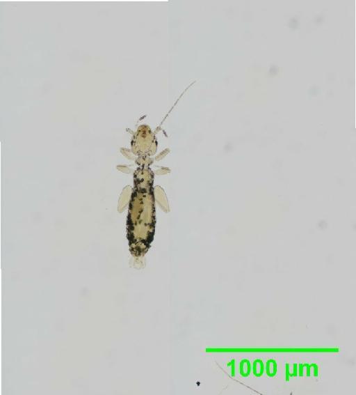 Liposcelis decolor Pearman, 1925 - 010150776__2016_03_17-13_s1