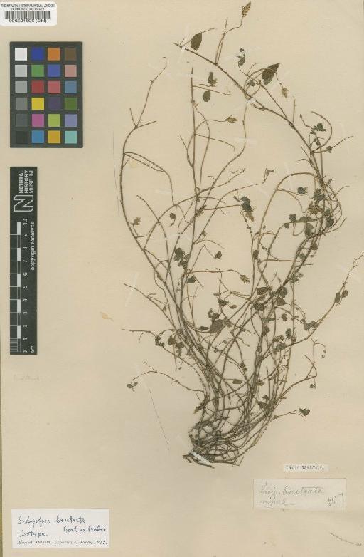 Indigofera bracteata Graham ex Baker - BM000521606