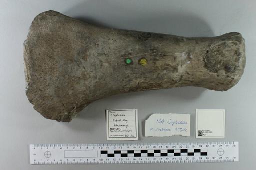Muraenosaurus leedsii Seeley, 1874 - 010031026_L010221664