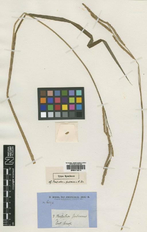 Paspalum scrobiculatum L. - BM000795775