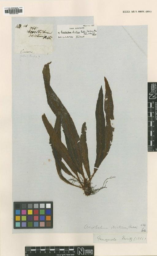 Elaphoglossum auricomum (Kunze) T.Moore - BM000937984