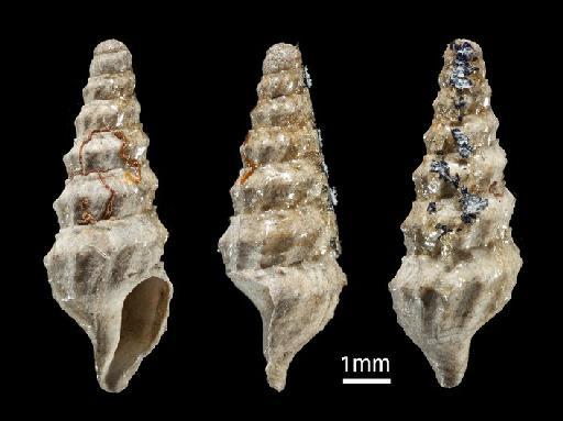 Pleurotoma (Drillia) lophoessa Watson, 1882 - 1887.2.9.1132-1134