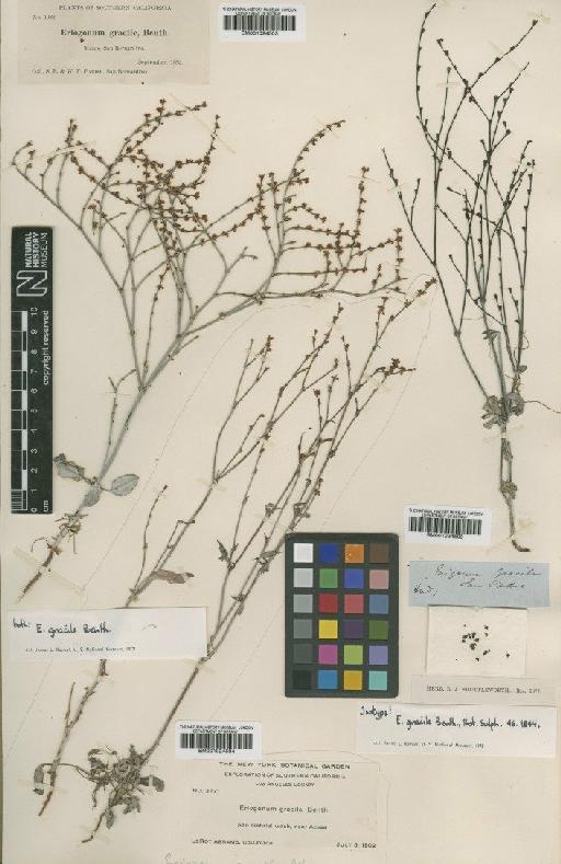 Eriogonum vimineum subsp. gracile (Benth.) S.Stokes - BM001024505