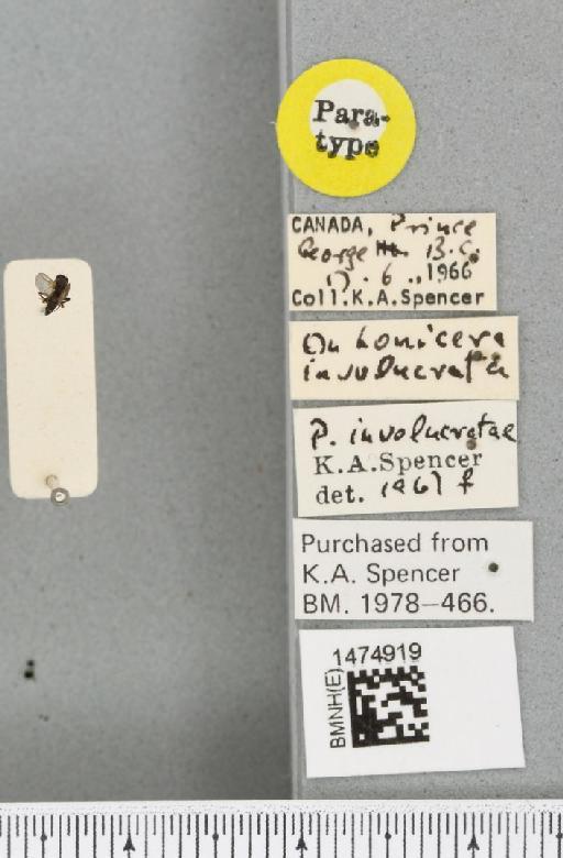 Chromatomyia involucratae (Spencer, 1969) - BMNHE_1474919_label_48418