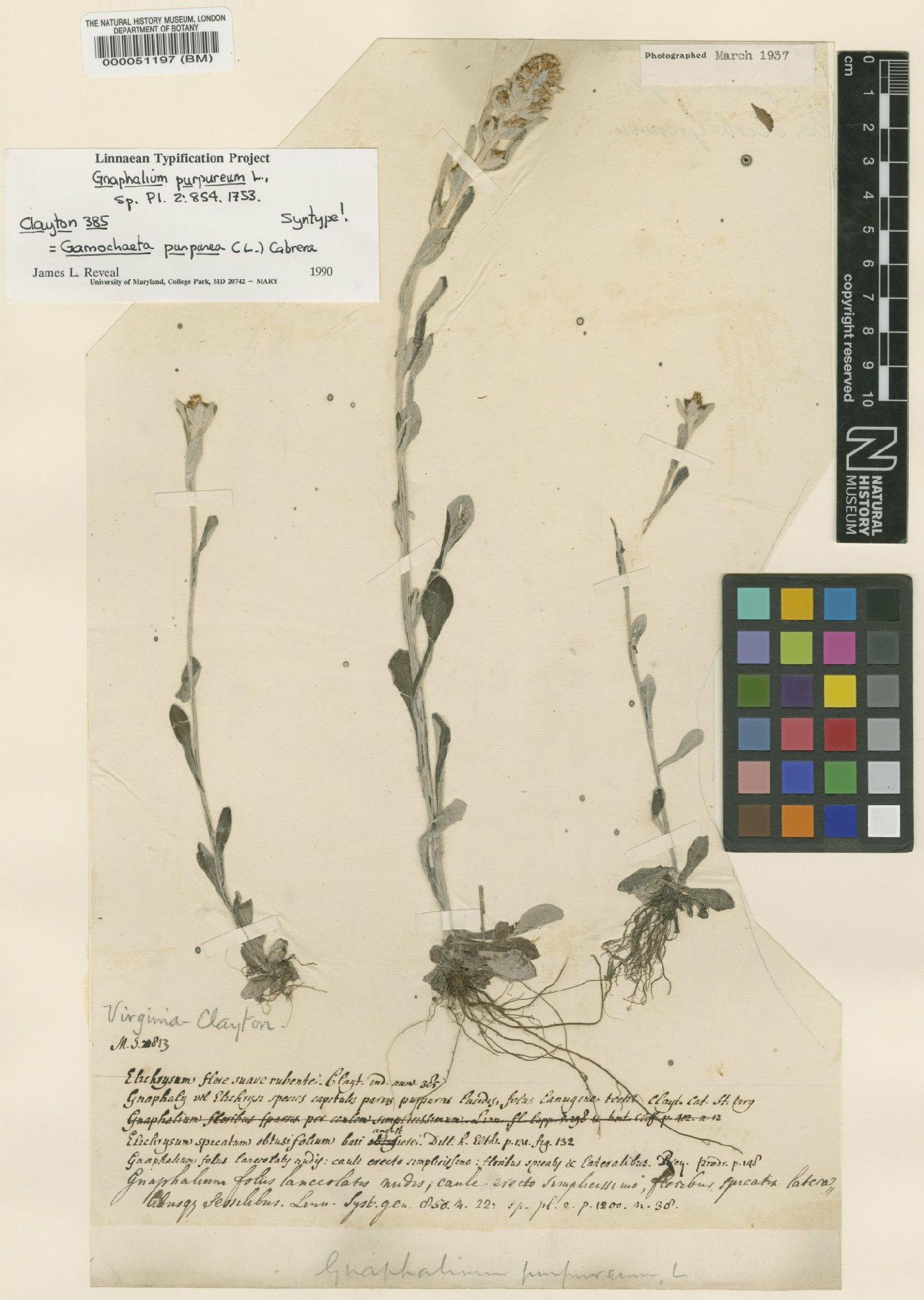 To NHMUK collection (Gnaphalium purpureum L.; Original material; NHMUK:ecatalogue:4739403)