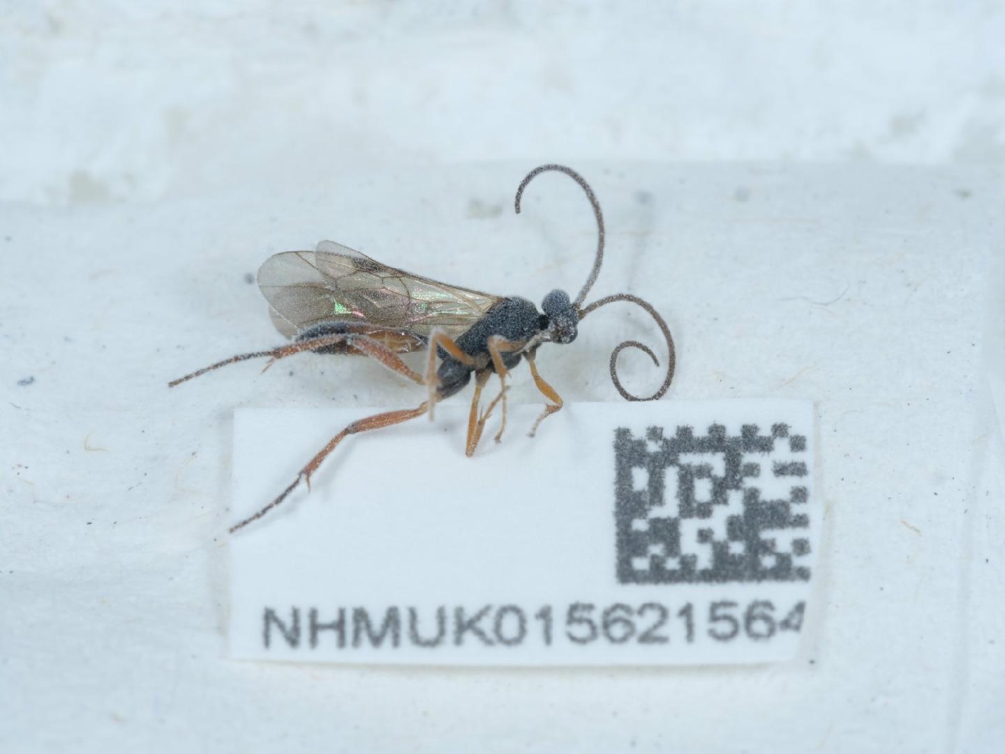 Euryproctus bivinctus