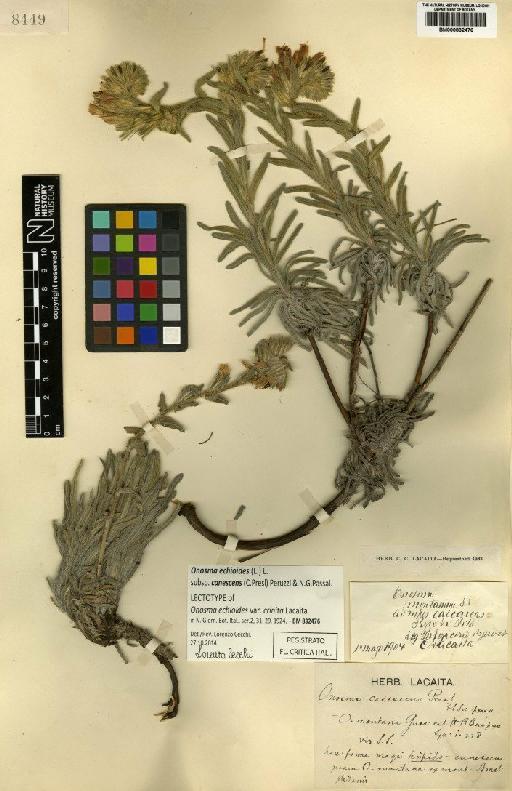 Onosma echioides L. - BM000832476