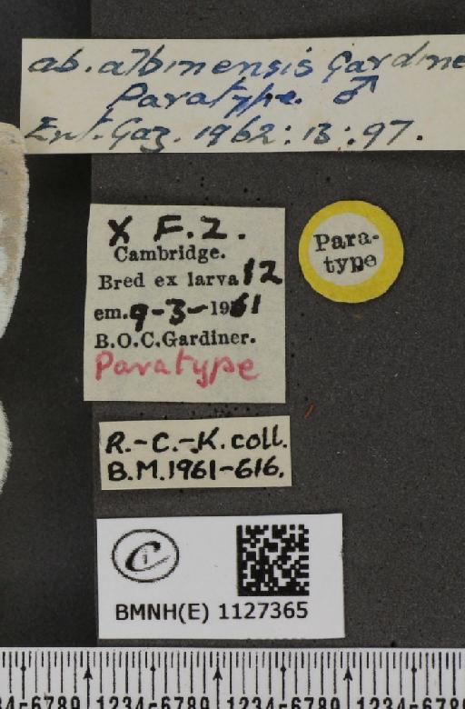 Pieris brassicae ab. albinensis Gardiner, 1962 - BMNHE_1127365_label_84574