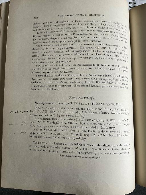 Dasychone japonica McIntosh, 1885 - Challenger Polychaete Scans of Book 332