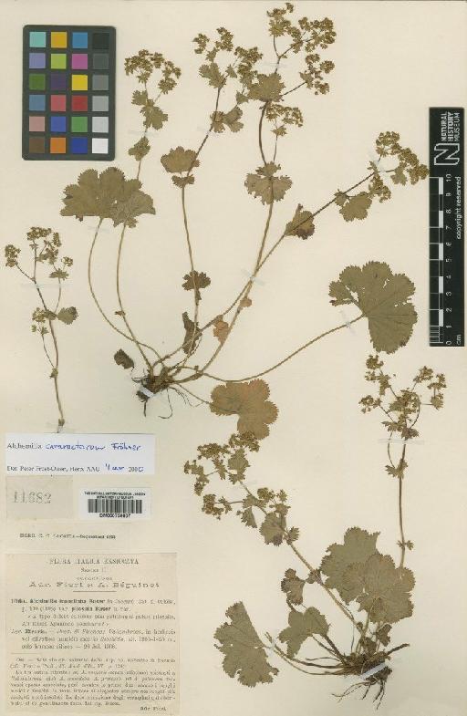 Alchemilla trunciloba Buser - BM000750807