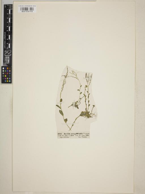Arabis serpillifolia Vill. - BM013397448