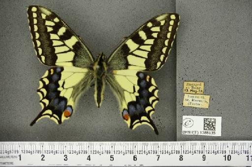 Papilio machaon britannicus Seitz, 1907 - BMNHE_1288135_126917