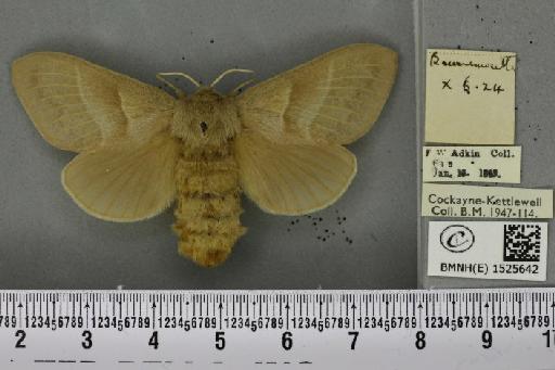Macrothylacia rubi ab. pallida Tutt, 1902 - BMNHE_1525642_196407