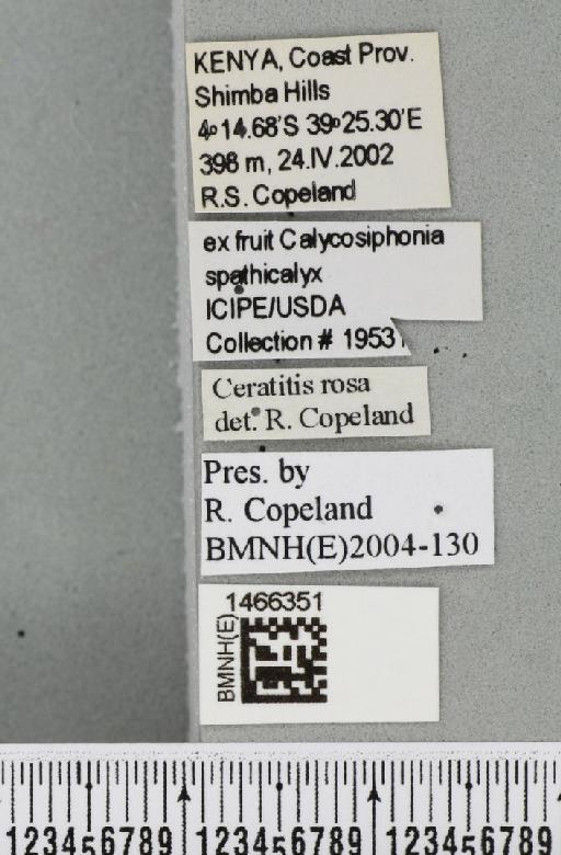 Ceratitis (Pterandrus) quilicii De Meyer et al., 2016 - BMNHE_1466351_label_26942