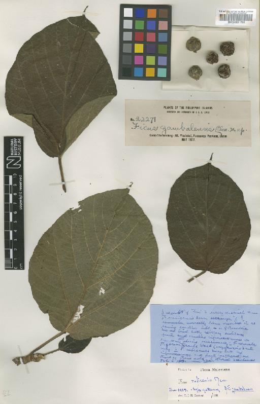 Ficus ruficaulis Merr. - BM000951796