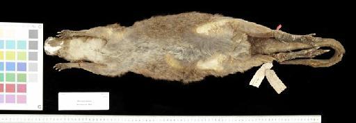 Macropus parma Waterhouse, 1846 - 1841.1116_Skin_Ventral