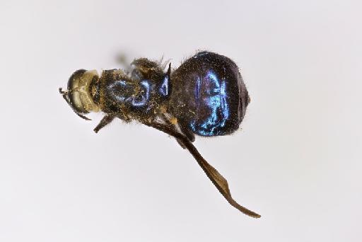 Cyphomyia violacea Macquart, 1855 - NHMUK013444312_Cyphomyia_violacae_male_ST_wholebody_dorsal.jpg