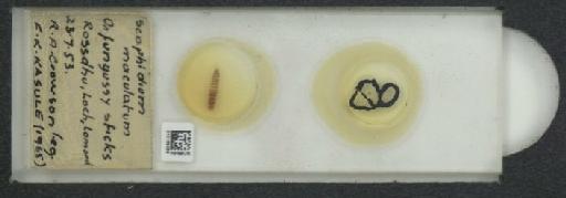 Scaphidiinae Latreille, 1806 - 010189089_127044_471469