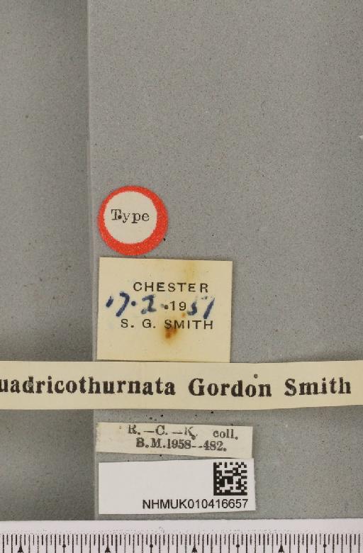 Arctia caja ab. quadricothurnata Smith, 1953 - NHMUK_010416657_label_529024