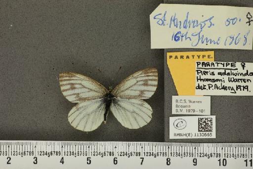 Pieris napi thomsoni Warren, 1968 - BMNHE_1130665_86046