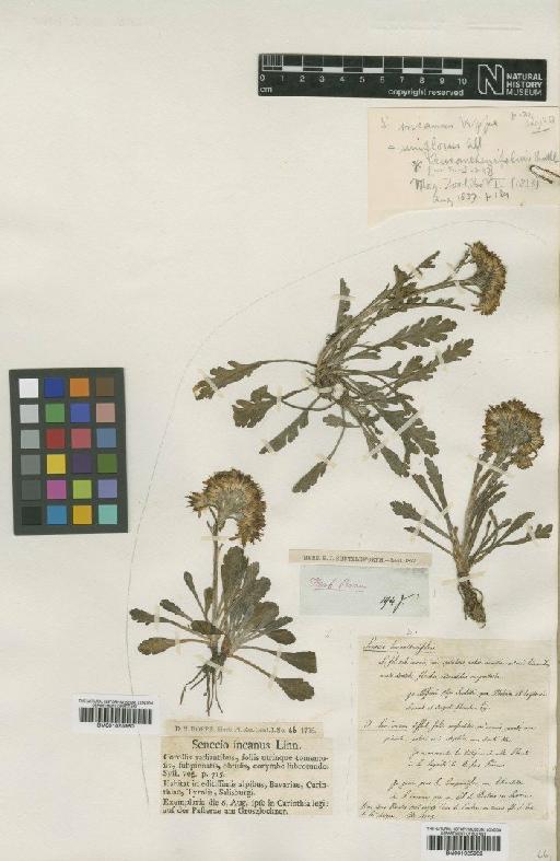 Senecio incanus subsp. carniolicus (Willd.) Braun-Blanq. - BM001025959