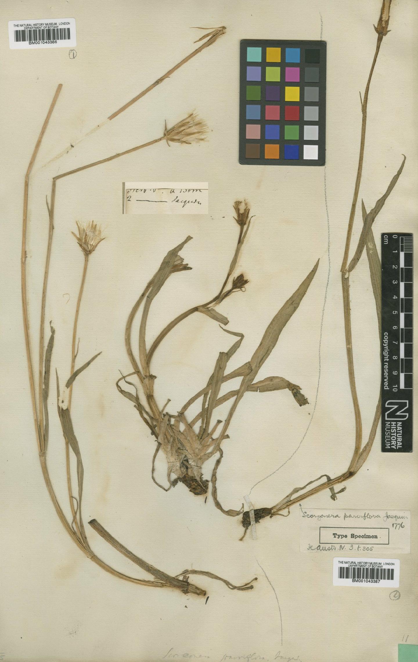 To NHMUK collection (Scorzonera parviflora Jacq.; Type; NHMUK:ecatalogue:1997632)