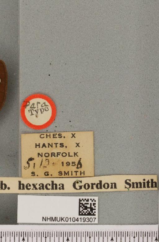 Arctia caja (Linnaeus, 1758) - NHMUK_010419307_label_532193