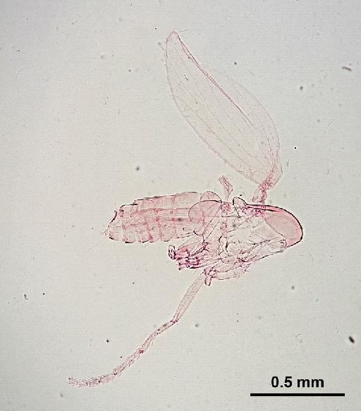 Trichomyia inopis Duckhouse, 1978 - Trichomyia_inopis-010210271-body-64_0x-scale