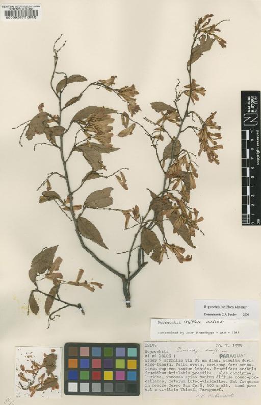 Ruprechtia laxiflora Meisn - BM000092570