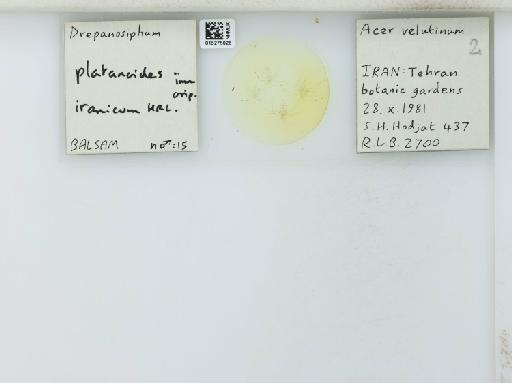 Drepanosiphum platanoides iranicum Hille Ris Lambers, 1971 - 015275026_112843_1094054_157750_NoStatus