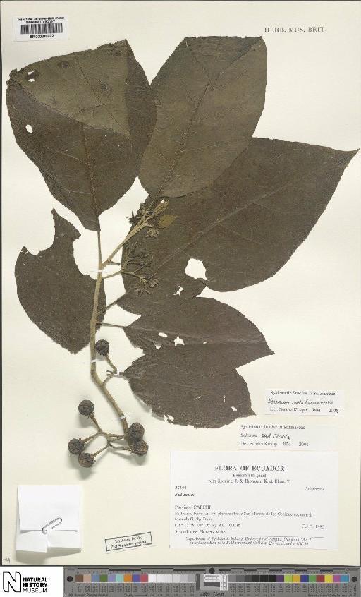 Solanum ovalifolium Dunal - BM000849332