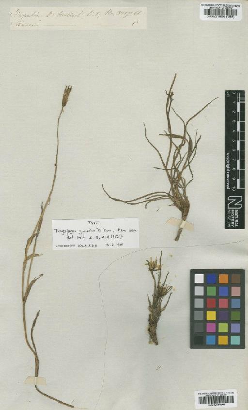 Tragopogon gracilis D.Don - BM000996266