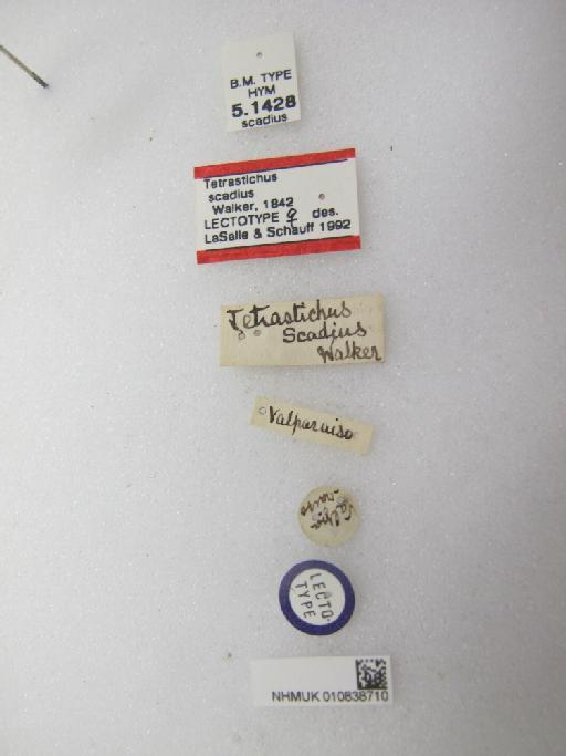 Tetrastichus scadius Walker, 1843 - 010838710_Galeopsomyia_scadius_LT-5-1428_labels