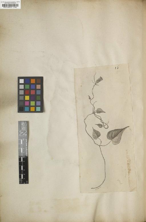 Convolvulus meyeri Spreng. - BM000589537