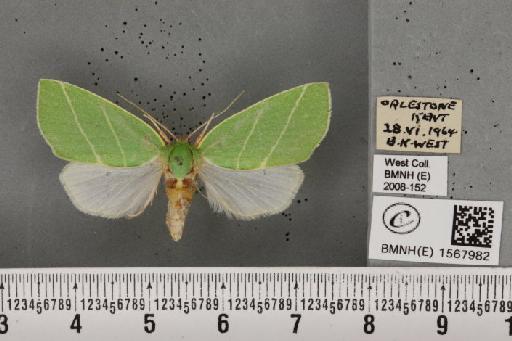 Bena bicolorana (Fuessly, 1775) - BMNHE_1567982_293427