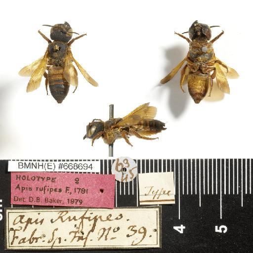 Apis rufipes Fabricius, 1781 - Apis_rufipes-BMNH(E)#668694-type-female-habiti