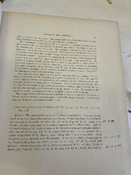 Chloenea atlantica McIntosh, 1885 - Challenger Polychaete Scans of Book 18