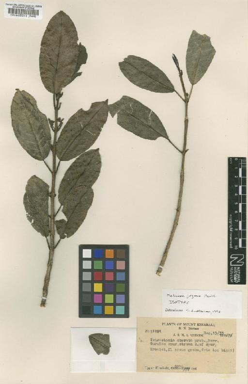 Melicope jugosa Hartley - BM000565641