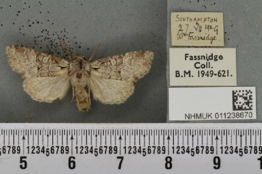 Brachylomia viminalis (Fabricius, 1777) - NHMUK_011238670_639358
