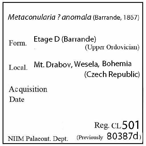 Metaconularia anomala (Barrande, 1867) - CL 501. Metaconularia ? anomala (label)