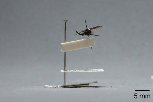 Nyctia halterata (Panzer, 1798) - 015087944_lateral