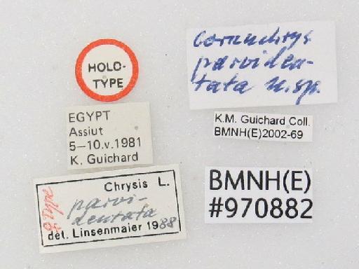 Chrysis parvidentata Linsenmaier, 1999 - Chrysis_parvidentata-BMNH(E)#970882_type-labels