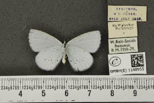 Celastrina argiolus britanna ab. paucipuncta Courvoisier, 1912 - BMNHE_1148955_111472